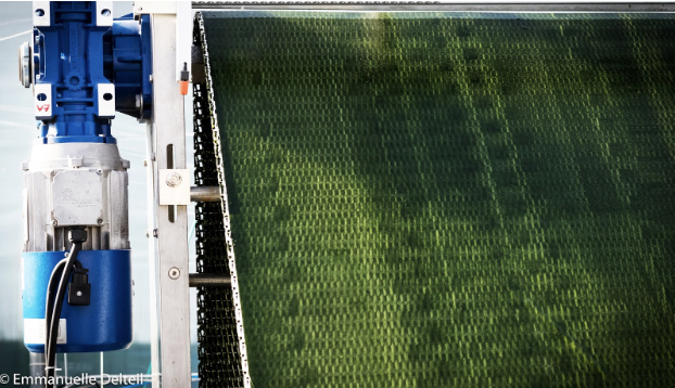 inalves-patented-state-of-the-art-growing-panels-that-breed-microalgaeu-sing-less-water-and-70-less-energy-than-conventional-growing-methods.jpg